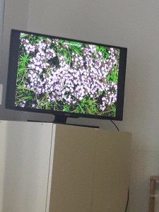 28233230_10216120824761234_1625209941_n