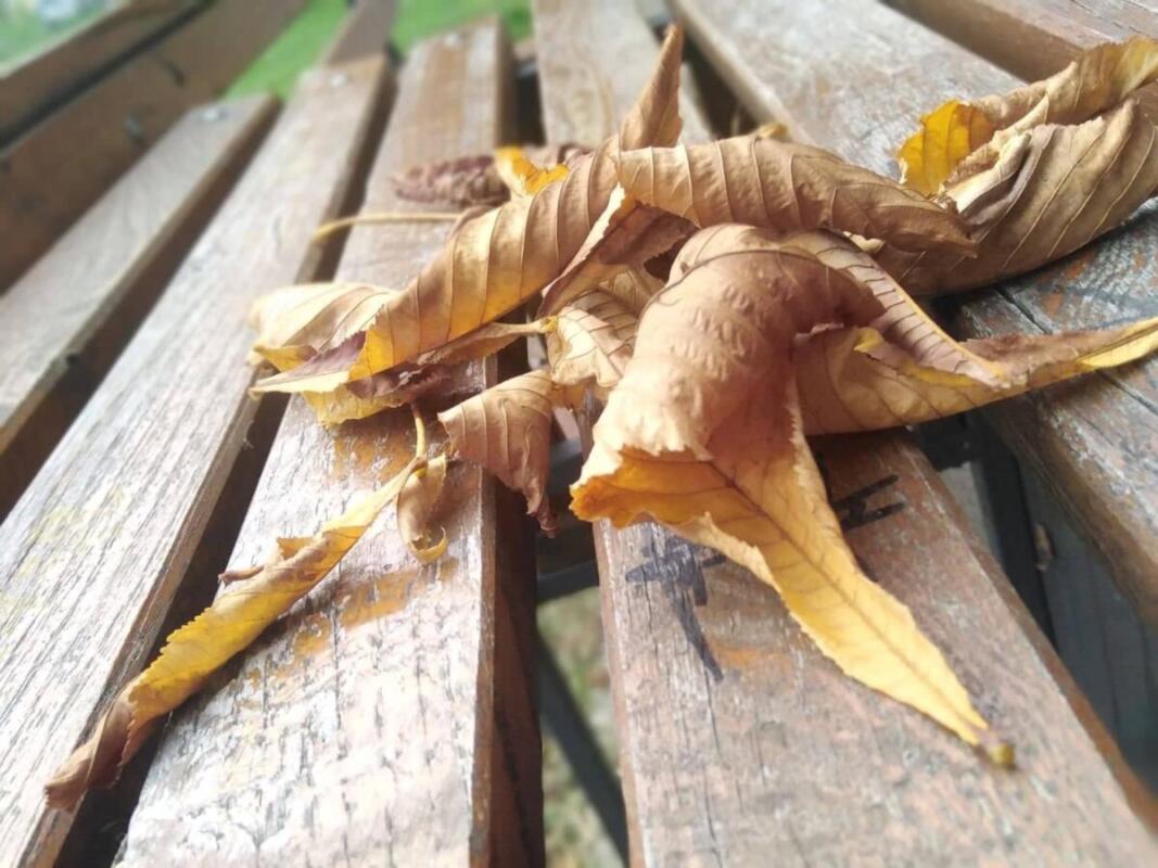 308245383 1319472295473225 7280330697373710812 n