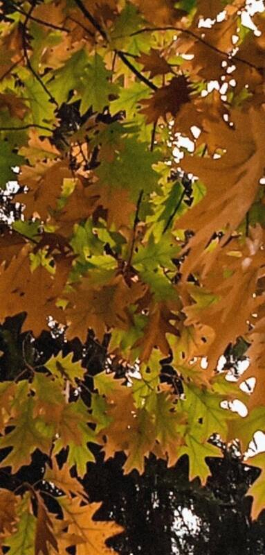 312262787 518549156389219 3326339608414925643 n